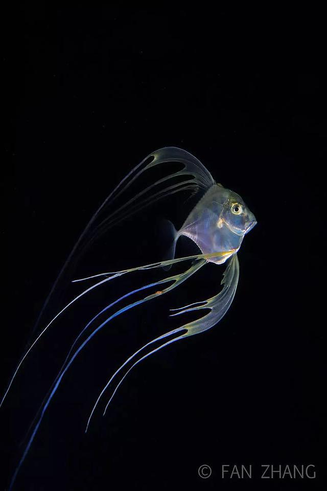 10年专注水下摄影，中国小伙拍下神秘的海底生物99%的人都没见过