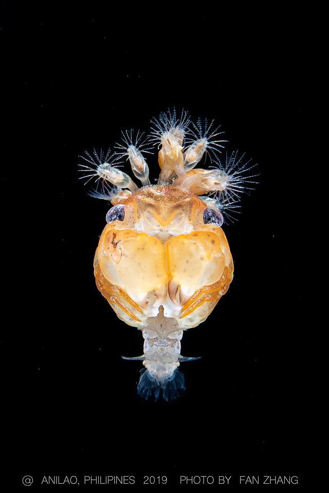10年专注水下摄影，中国小伙拍下神秘的海底生物99%的人都没见过