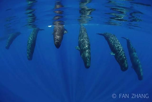 10年专注水下摄影，中国小伙拍下神秘的海底生物99%的人都没见过