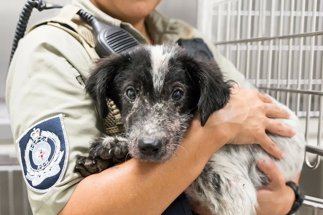 【宠物】太暖了！RSPCA官宣一项新政：这些没人要的小可怜们，终于能有家了 - 1