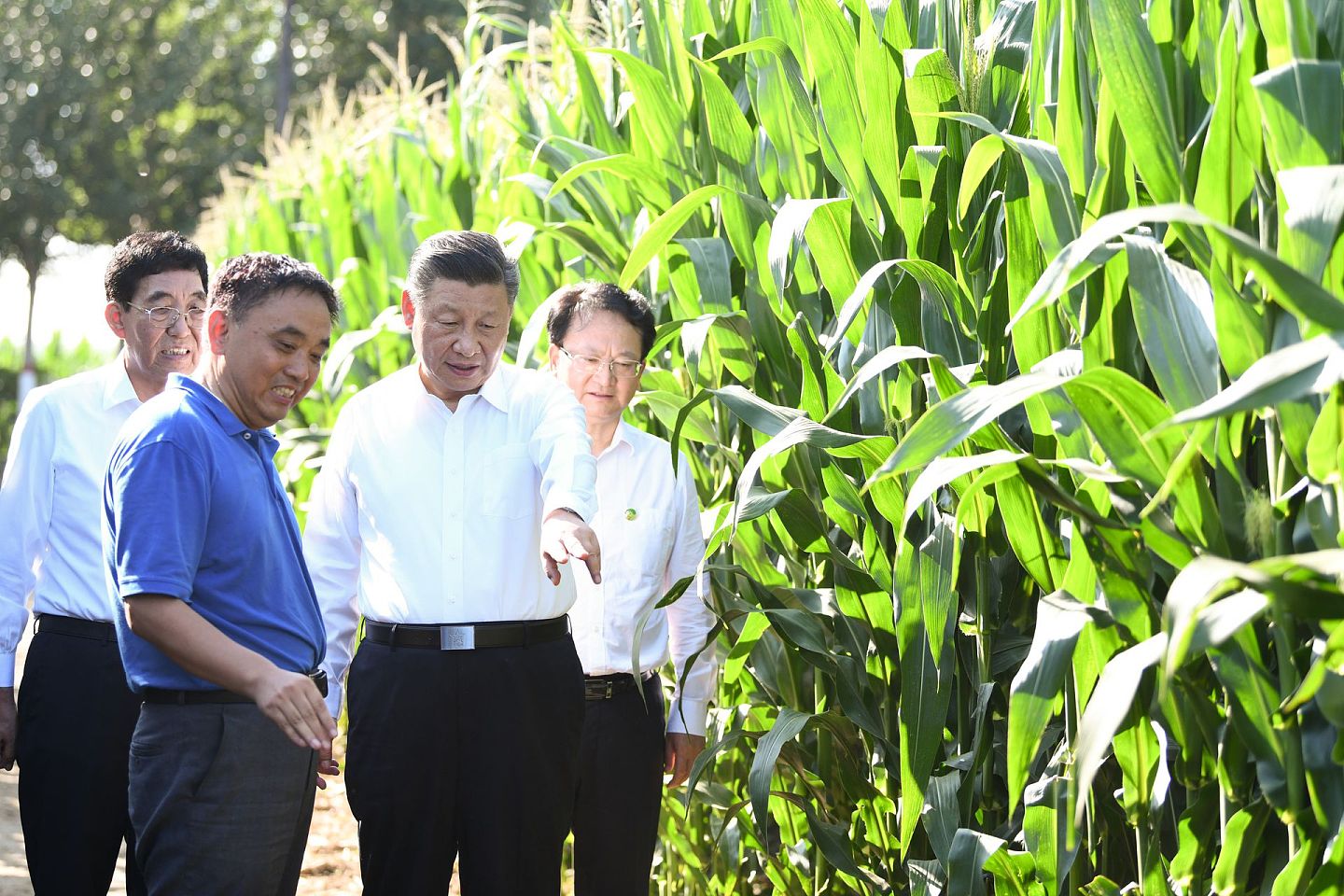 2020年7月22日，在吉林省四平市梨树县国家百万亩绿色食品原料（玉米）标准化生产基地核心示范区，习近平说，“这次来主要是看庄稼”。（新华社）