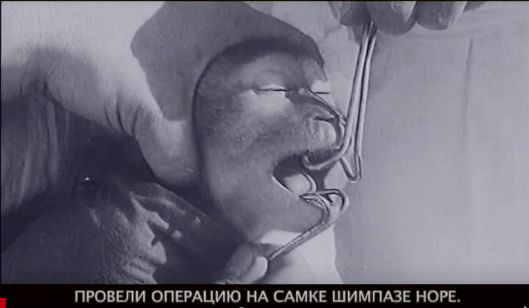 一段苏联科研往事：人猿杂交，招募女性志愿者…（组图） - 10