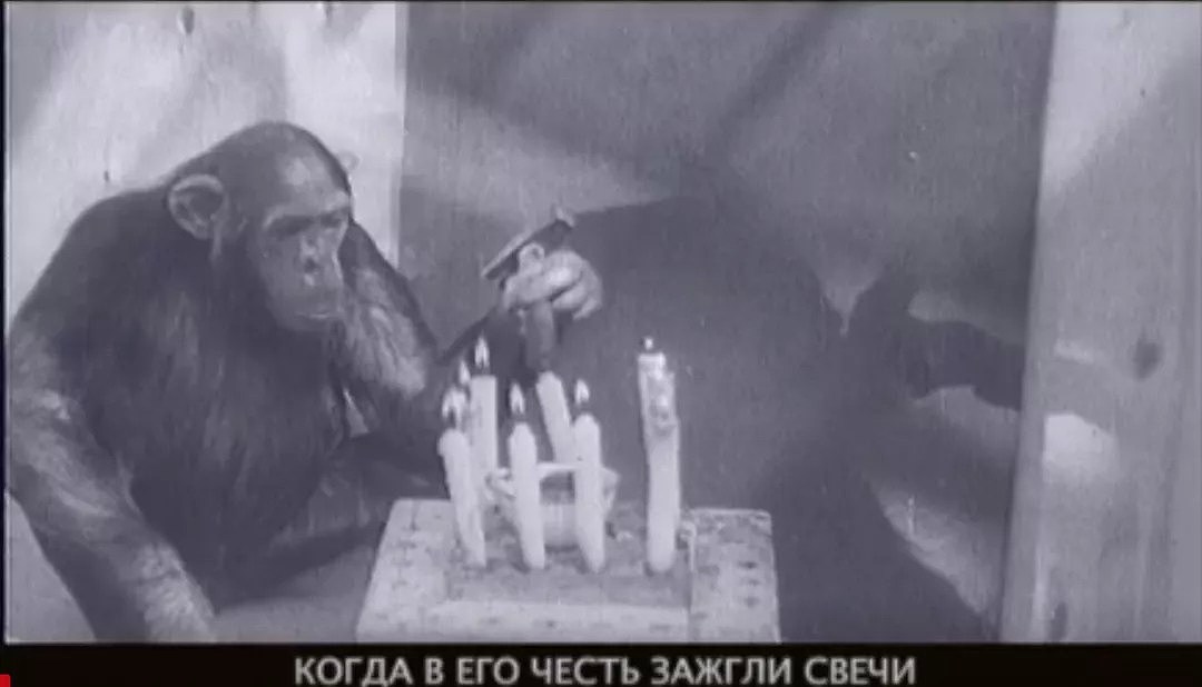 一段苏联科研往事：人猿杂交，招募女性志愿者…（组图） - 13