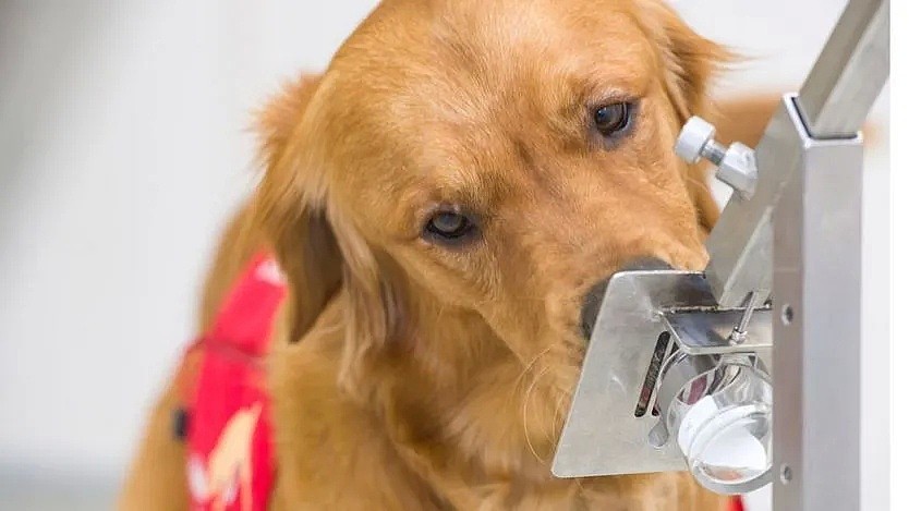 厉害了！ 研究显示 狗狗能嗅出新冠病毒 准确率94% 以后出门带狗保平安?（组图） - 10