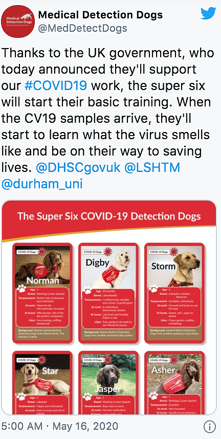 厉害了！ 研究显示 狗狗能嗅出新冠病毒 准确率94% 以后出门带狗保平安?（组图） - 11