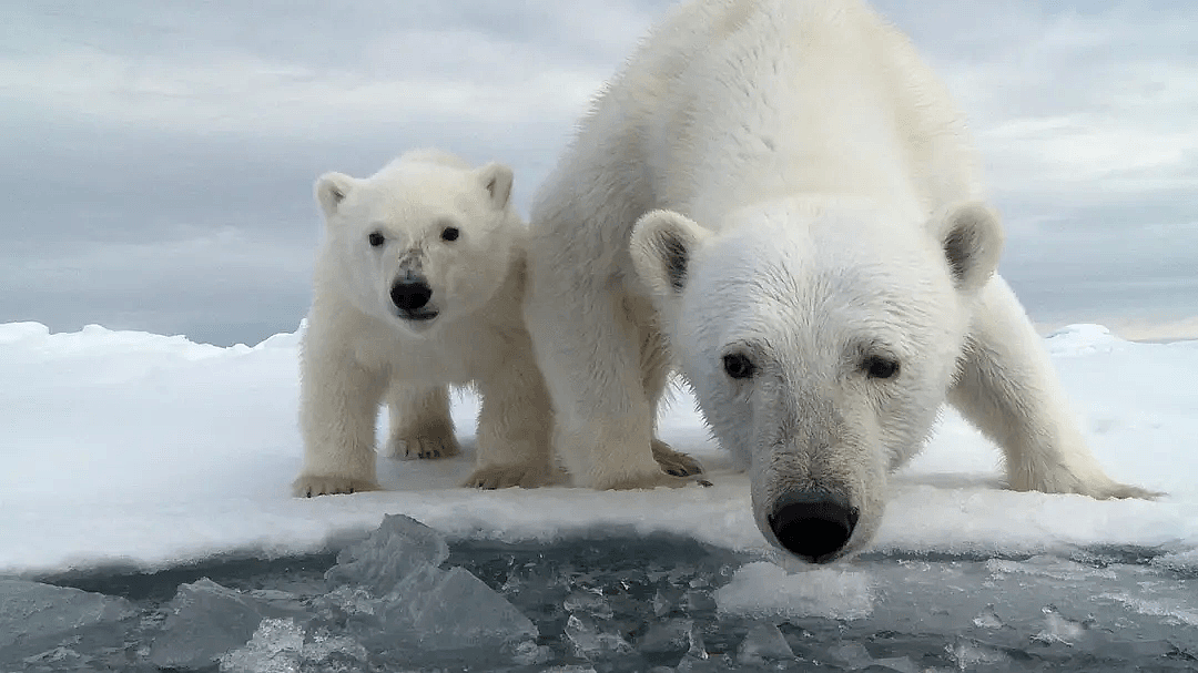 阿拉斯加冰川轰然倒塌，北极熊或将灭绝？网友：心痛，救救它们吧！（组图） - 6