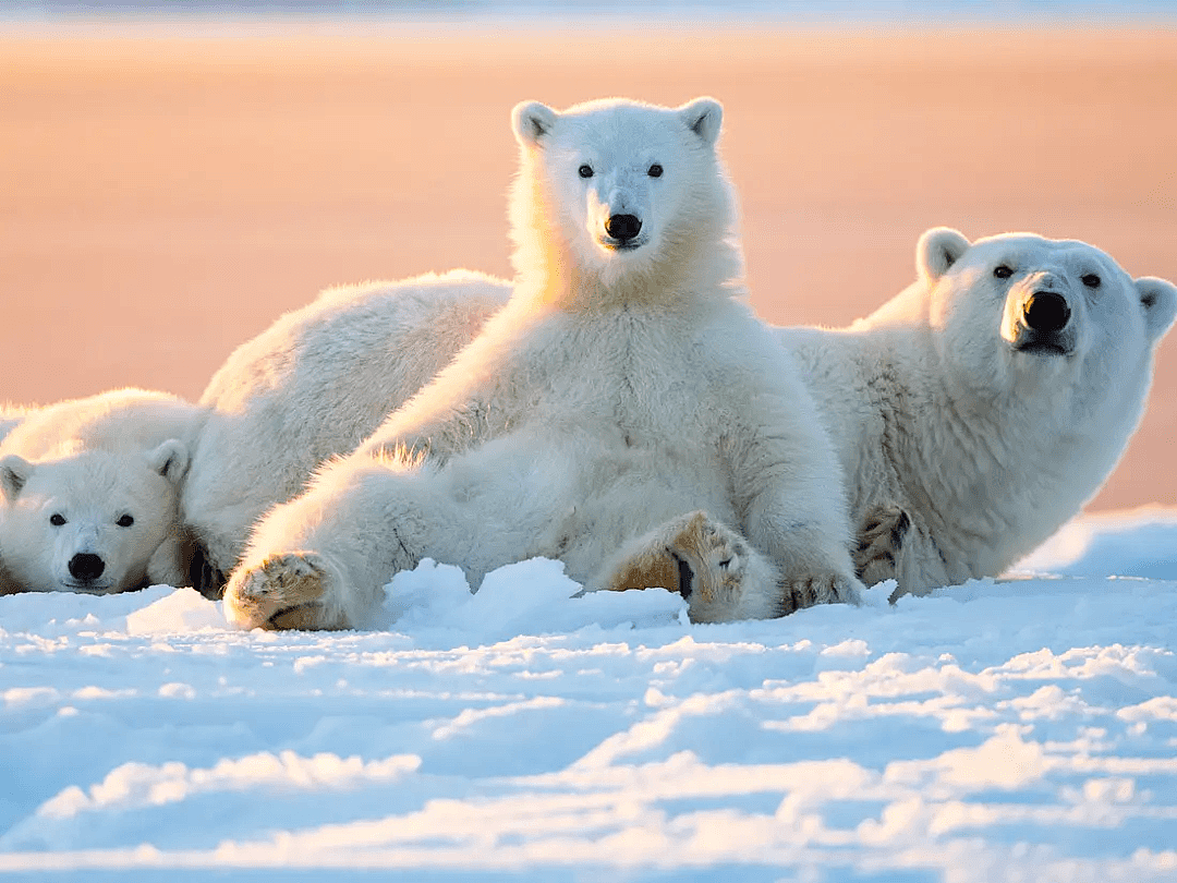 阿拉斯加冰川轰然倒塌，北极熊或将灭绝？网友：心痛，救救它们吧！（组图） - 3