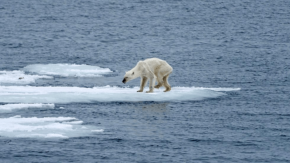 阿拉斯加冰川轰然倒塌，北极熊或将灭绝？网友：心痛，救救它们吧！（组图） - 2