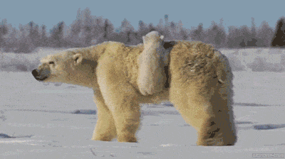 阿拉斯加冰川轰然倒塌，北极熊或将灭绝？网友：心痛，救救它们吧！（组图） - 7