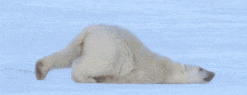 阿拉斯加冰川轰然倒塌，北极熊或将灭绝？网友：心痛，救救它们吧！（组图） - 8