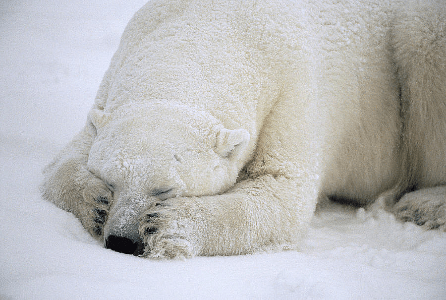 阿拉斯加冰川轰然倒塌，北极熊或将灭绝？网友：心痛，救救它们吧！（组图） - 9