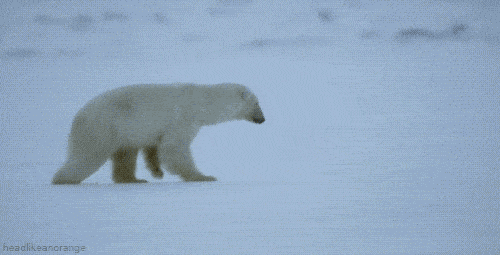 阿拉斯加冰川轰然倒塌，北极熊或将灭绝？网友：心痛，救救它们吧！（组图） - 10