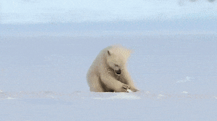 阿拉斯加冰川轰然倒塌，北极熊或将灭绝？网友：心痛，救救它们吧！（组图） - 11