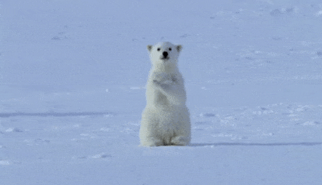 阿拉斯加冰川轰然倒塌，北极熊或将灭绝？网友：心痛，救救它们吧！（组图） - 12