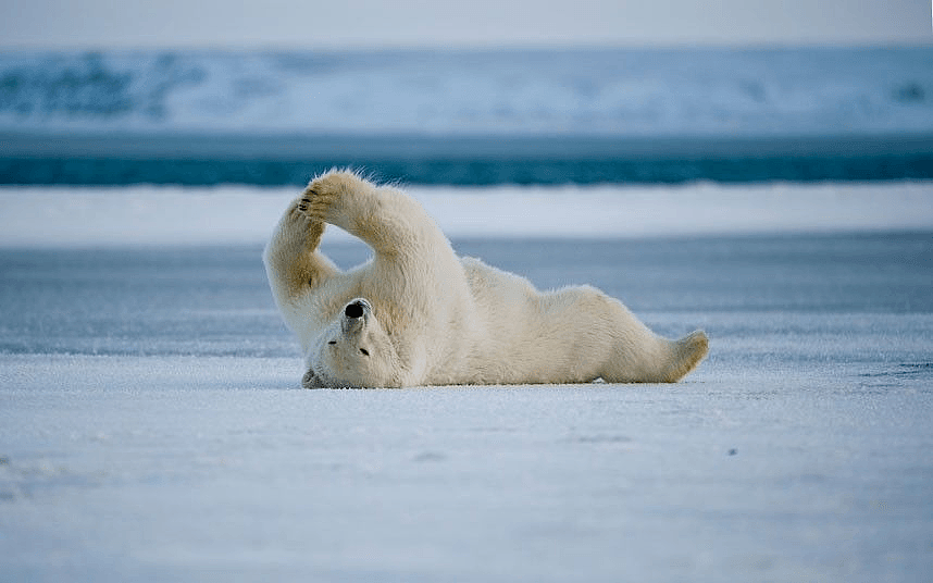 阿拉斯加冰川轰然倒塌，北极熊或将灭绝？网友：心痛，救救它们吧！（组图） - 13