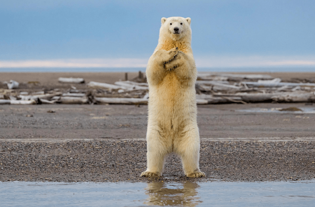 阿拉斯加冰川轰然倒塌，北极熊或将灭绝？网友：心痛，救救它们吧！（组图） - 14