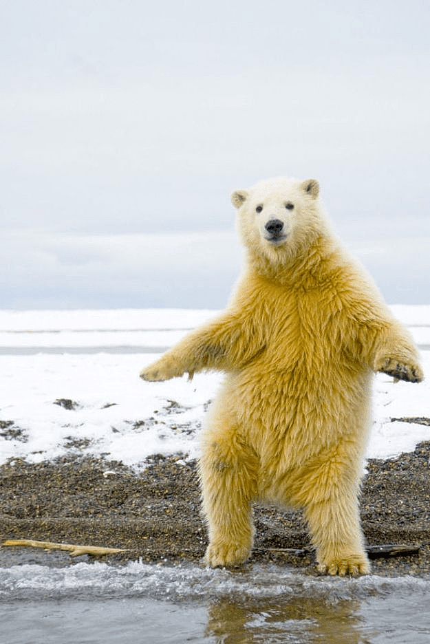 阿拉斯加冰川轰然倒塌，北极熊或将灭绝？网友：心痛，救救它们吧！（组图） - 15