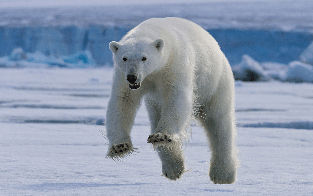 阿拉斯加冰川轰然倒塌，北极熊或将灭绝？网友：心痛，救救它们吧！（组图） - 16