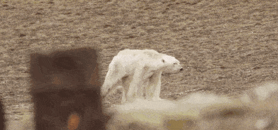 阿拉斯加冰川轰然倒塌，北极熊或将灭绝？网友：心痛，救救它们吧！（组图） - 19