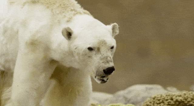阿拉斯加冰川轰然倒塌，北极熊或将灭绝？网友：心痛，救救它们吧！（组图） - 21