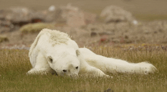 阿拉斯加冰川轰然倒塌，北极熊或将灭绝？网友：心痛，救救它们吧！（组图） - 22