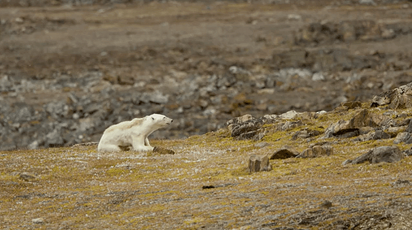 阿拉斯加冰川轰然倒塌，北极熊或将灭绝？网友：心痛，救救它们吧！（组图） - 23