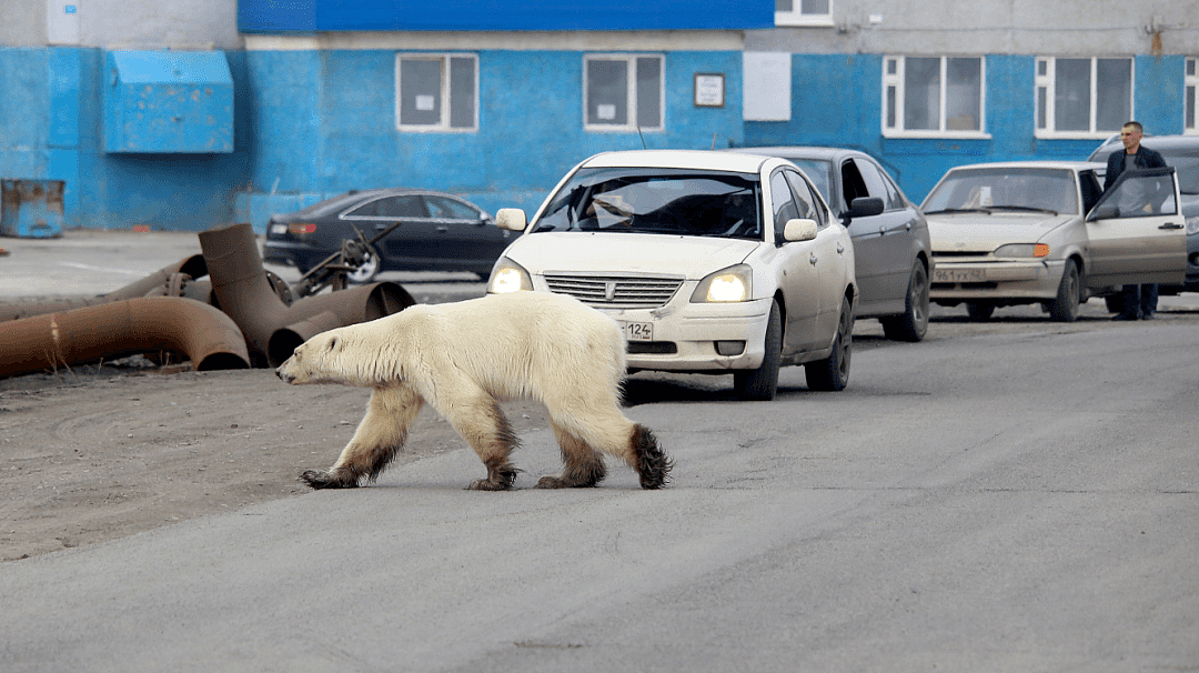 阿拉斯加冰川轰然倒塌，北极熊或将灭绝？网友：心痛，救救它们吧！（组图） - 27