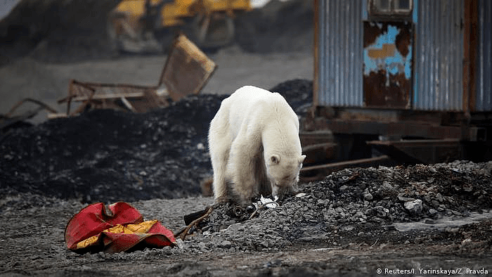 阿拉斯加冰川轰然倒塌，北极熊或将灭绝？网友：心痛，救救它们吧！（组图） - 28