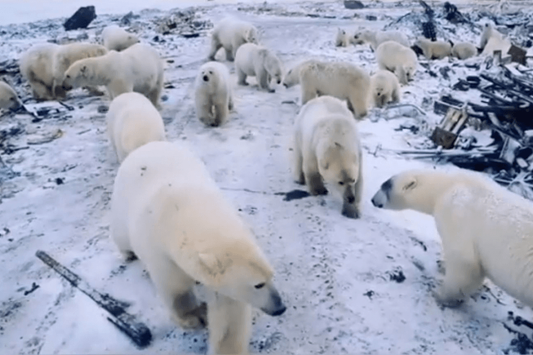 阿拉斯加冰川轰然倒塌，北极熊或将灭绝？网友：心痛，救救它们吧！（组图） - 29