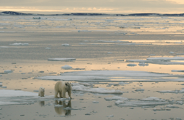 阿拉斯加冰川轰然倒塌，北极熊或将灭绝？网友：心痛，救救它们吧！（组图） - 32