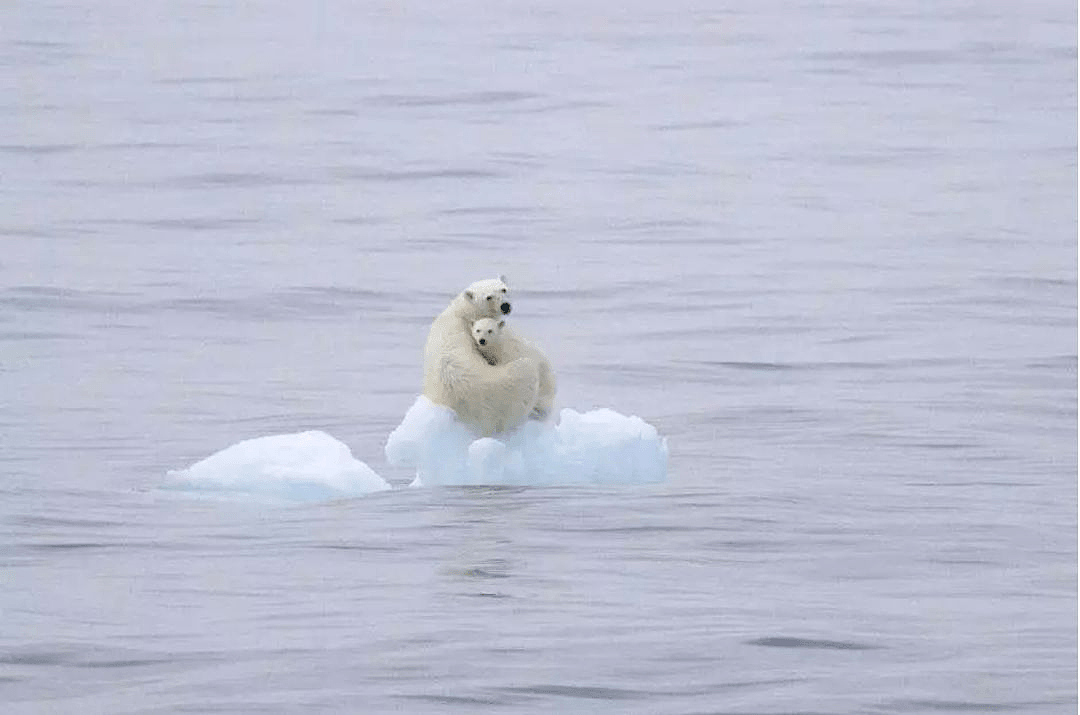 阿拉斯加冰川轰然倒塌，北极熊或将灭绝？网友：心痛，救救它们吧！（组图） - 33