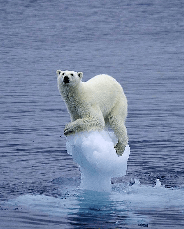 阿拉斯加冰川轰然倒塌，北极熊或将灭绝？网友：心痛，救救它们吧！（组图） - 34