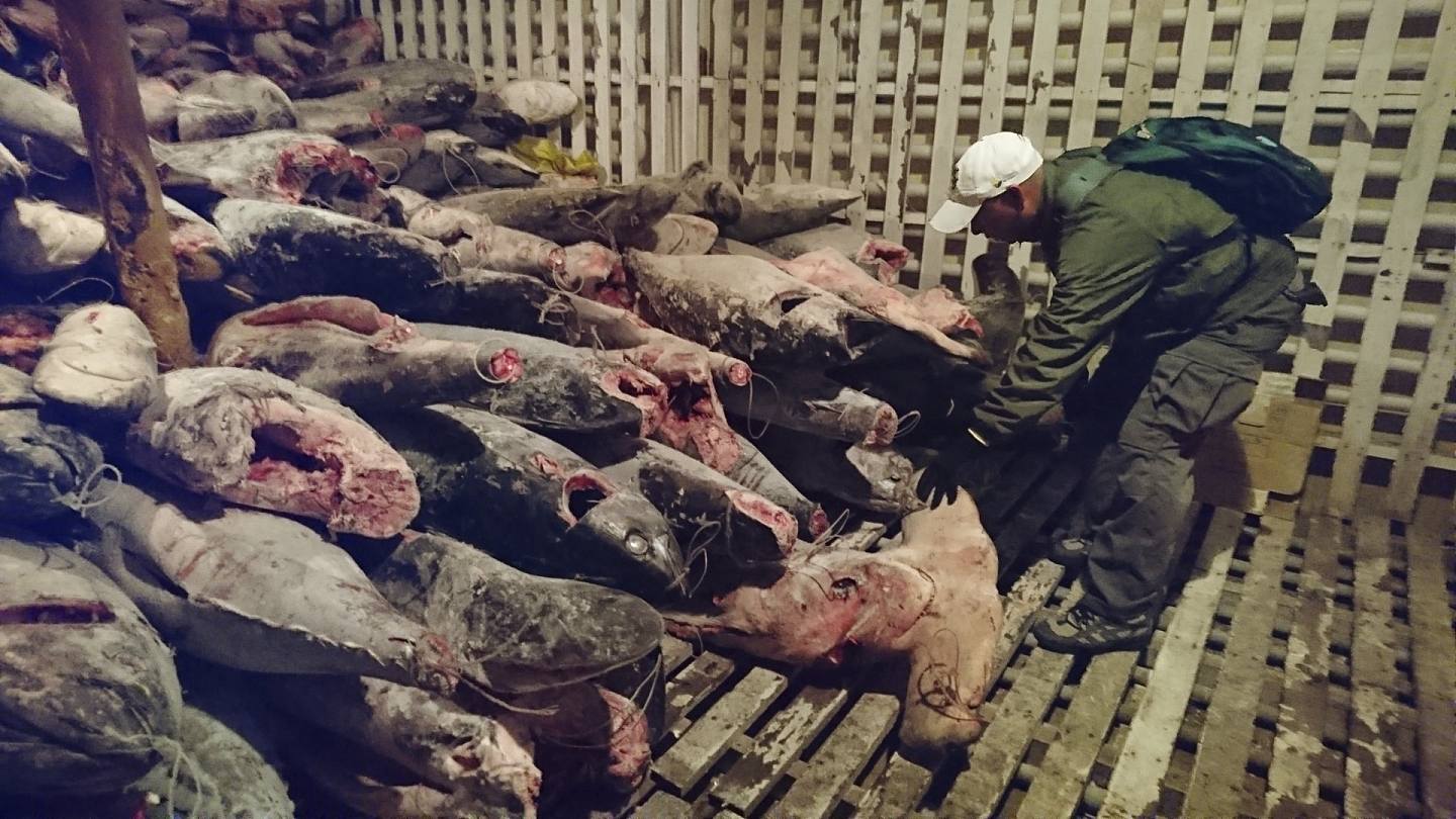 2017年8月13日，一艘中國籍漁船「福遠漁冷999」在厄瓜多爾的加拉巴戈斯海洋保護區內被截停，船上被發現有300噸魚獲，包括6600條鯊魚。（路透社）