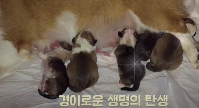 韩国小哥舍弃终身大事，只为养8只柯基！谁能拒绝它们的魅力？
