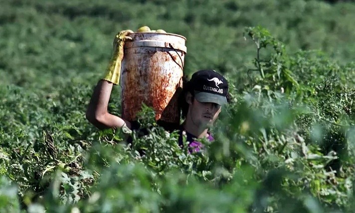 澳洲果蔬价格恐暴涨60%！疫情影响超市供应，黄瓜、茄子比肉贵（组图） - 2