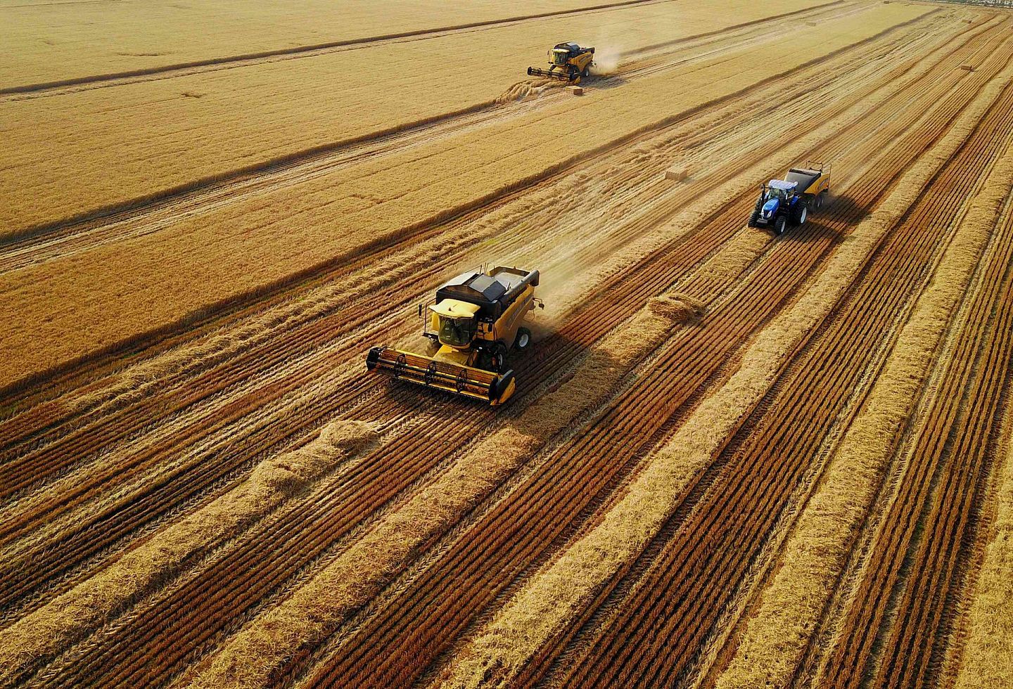 中国正在发展规模农业，图为在河南浚县中鹤现代农业示范园区的麦田里，收割机在收获小麦。（新华社）