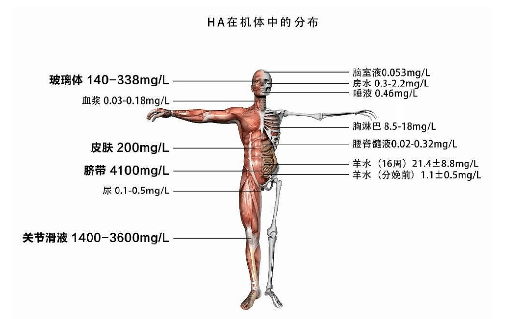 玻尿酸——化妆品的黄金赛道 - 1