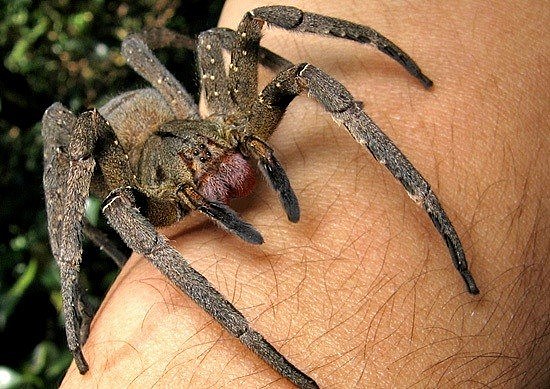 巴西流浪蜘蛛（见图）是世界上具有剧毒的蜘蛛之一，不应轻易让它爬到身上。 （图取自Wikimedia Commons免费媒体存储库）