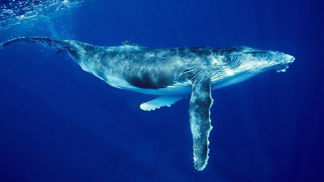 座头鲸在游泳