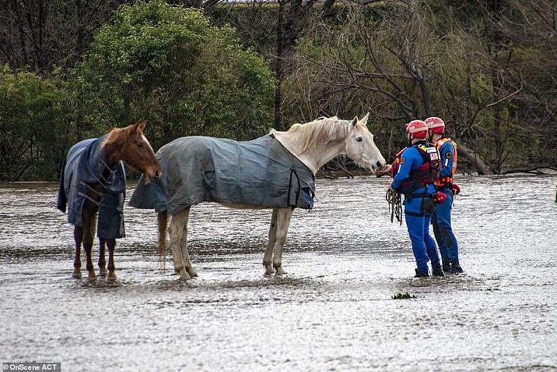 31742822-8610183-Horses_had_to_be_rescued_from_a_paddock_which_was_inundated_in_t-a-29_1597021593870.jpg,0