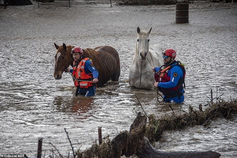 31742832-8610183-Pictured_Rescue_crews_saving_two_horses_amid_rising_flood_levels-a-21_1597021593373.jpg,0