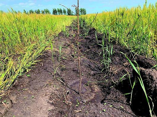 铲毁2万多亩将熟麦子油菜，为完成退耕指标？