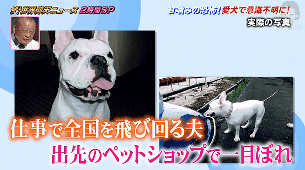 日本一大叔因为对爱犬这个“癖好”，在ICU住了半年，险些命丧黄泉！铲屎官必看（组图） - 2