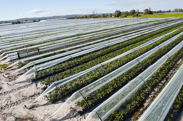 9000吨草莓将烂在地里，澳大利亚农场主自救：10斤只要10澳币