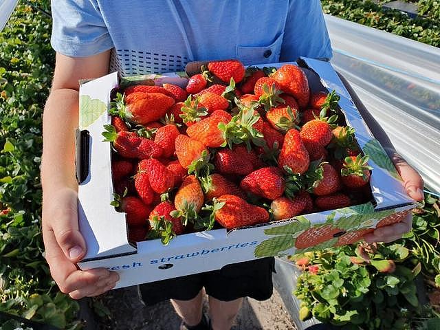 9000吨草莓将烂在地里，澳大利亚农场主自救：10斤只要10澳币