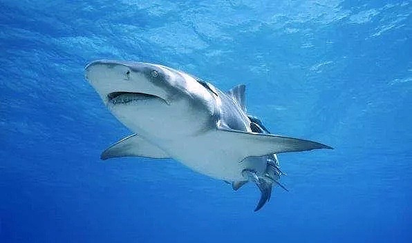 澳州一海滩发生大白鲨袭击人事件！“已是本月第三起”，受伤女子情况不乐观··· - 2