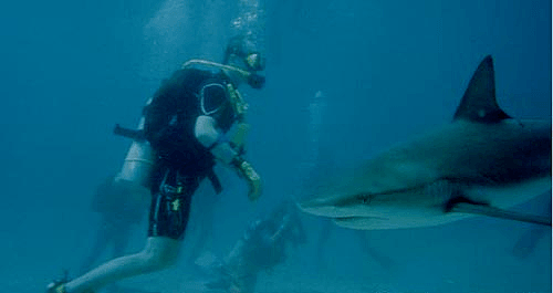 澳州一海滩发生大白鲨袭击人事件！“已是本月第三起”，受伤女子情况不乐观··· - 5