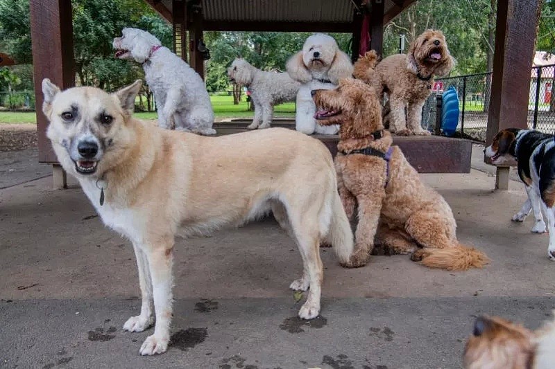 【宠物】官方警告！悉尼狗狗传染病爆发，还能传人，这块区域铲屎官，务必带狗狗打疫苗 - 5