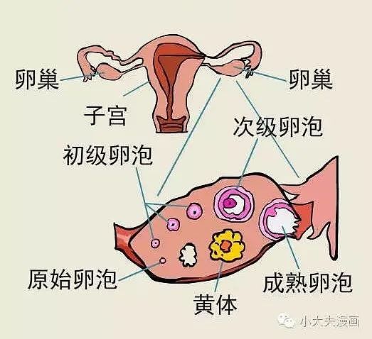 辣眼睛！萧山一女子因为“床上运动过于激烈”导致黄体破裂，送进了医院（图） - 2