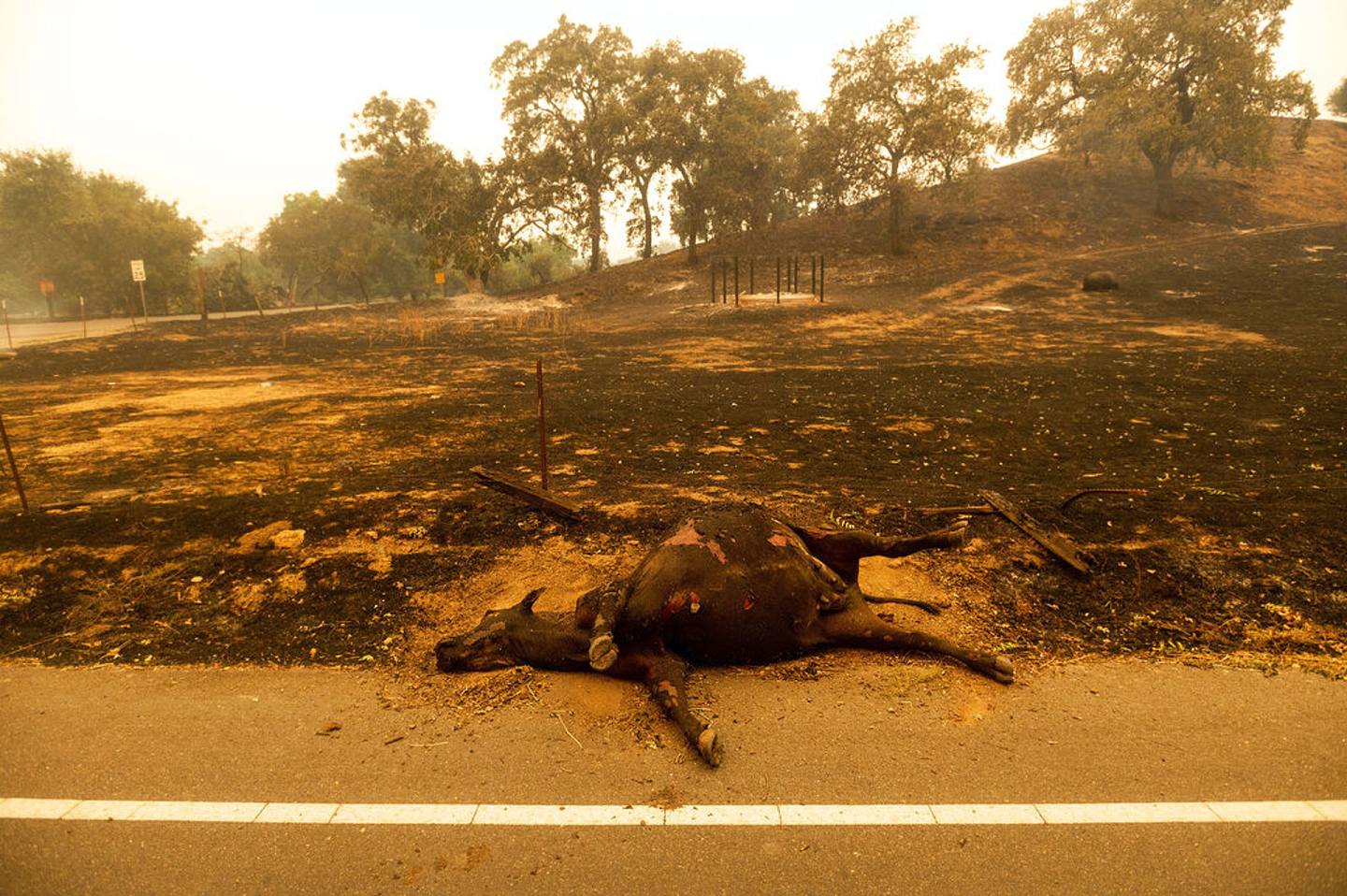 图为8月19日，加州瓦卡维尔市（Vacaville）路面上躺着不少动物尸体。 （美联社）
